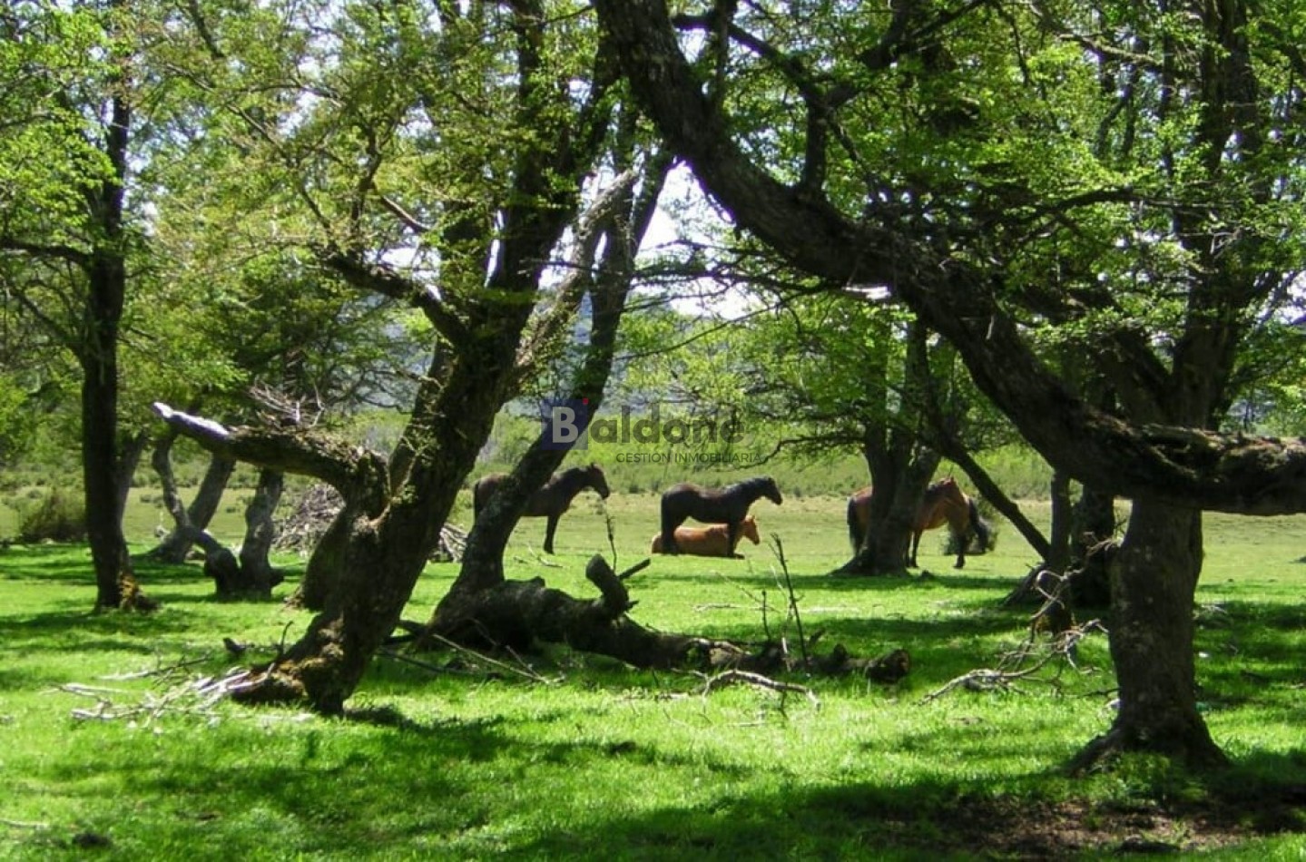 EN VENTA 2,8 HAS - EN Dr. ATILIO VIGLIONE - CHUBUT - OPORTUNIDAD DE INVERSION
