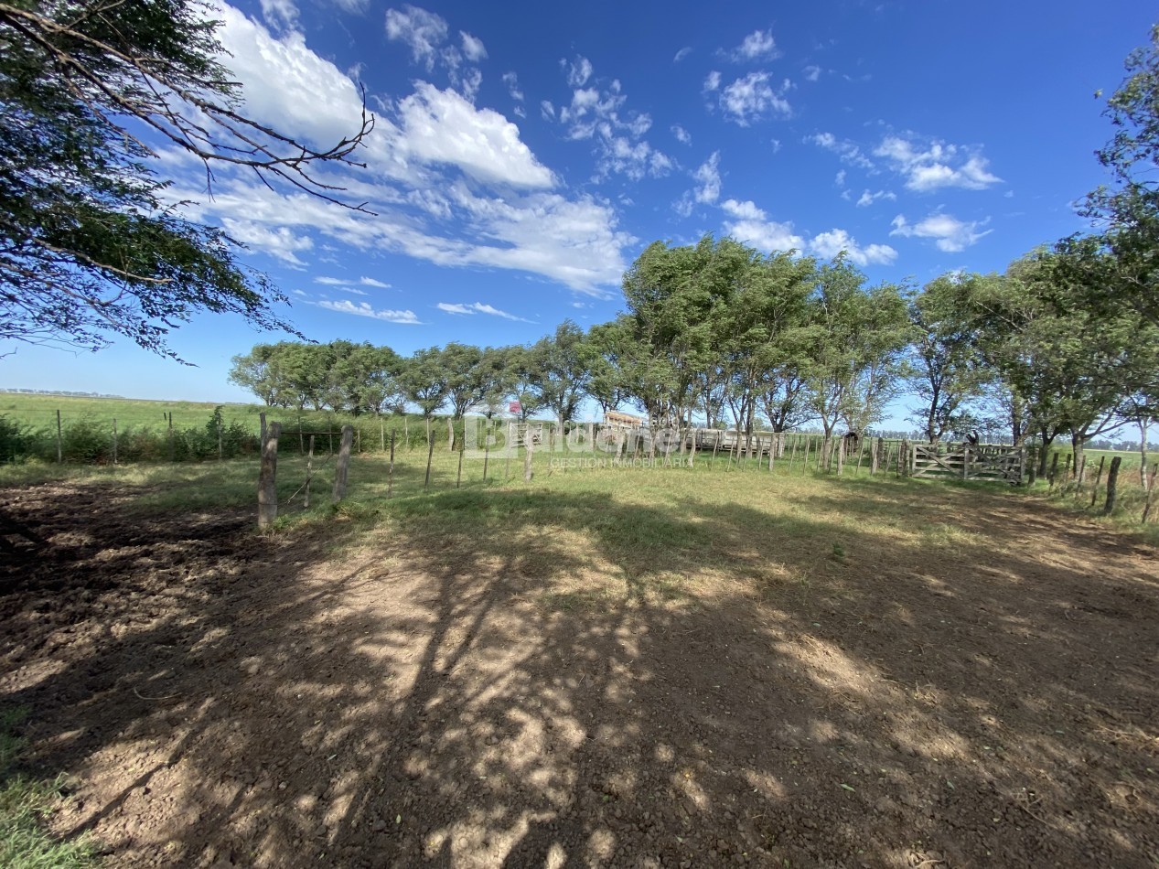 EN VENTA CAMPO 200 HECAREAS - DEPARTAMENTO REALICO - LA PAMPA